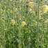 Verbascum blattaria.JPG