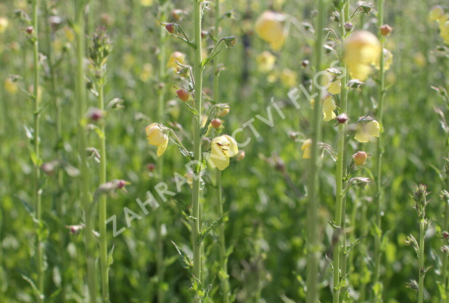Divizna švábovitá - Verbascum blattaria