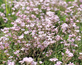Šater plazivý 'Rosea'