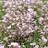 Gypsophila repens 'Rosea'.JPG