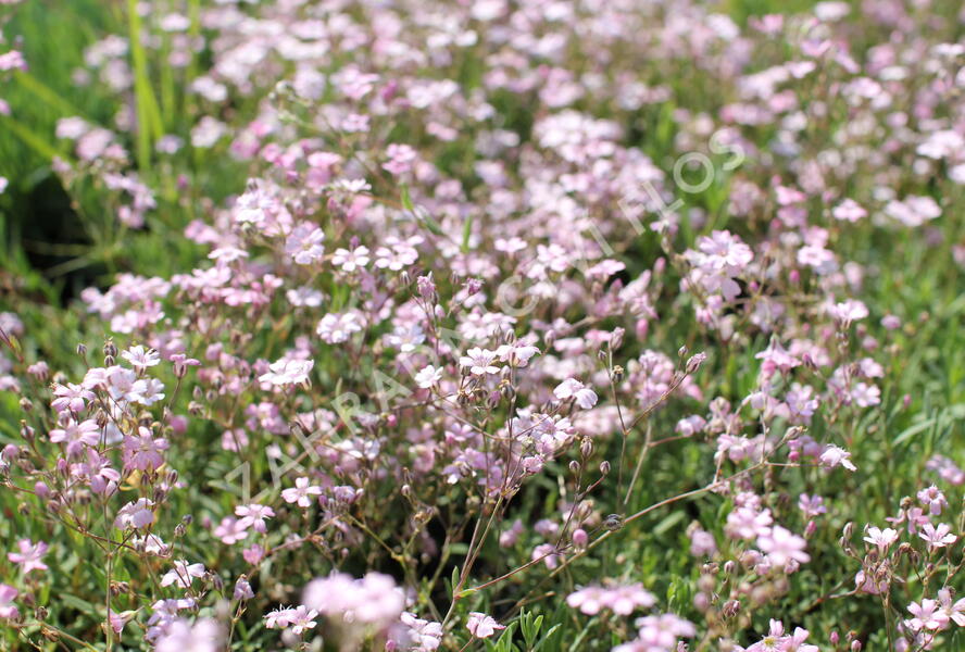 Šater plazivý 'Rosea' - Gypsophila repens 'Rosea'