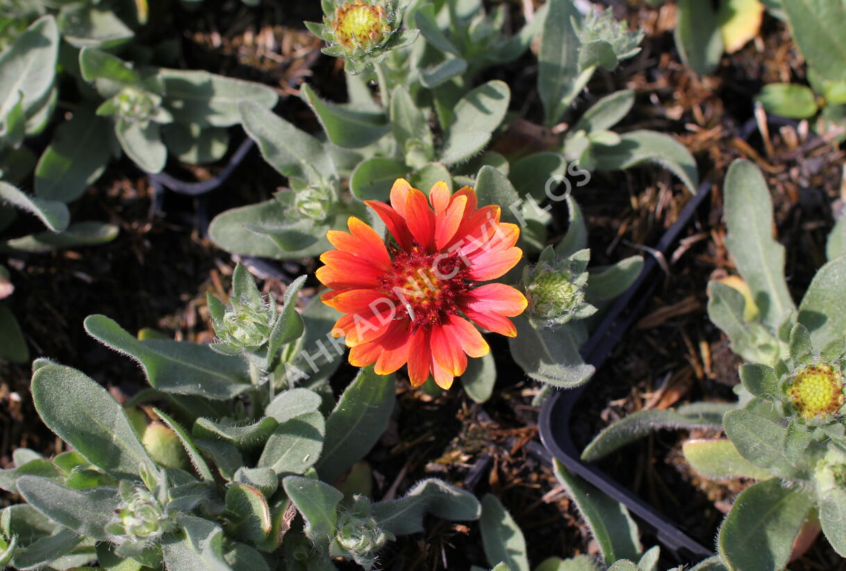 Kokarda osinatá 'Barbican Red' - Gaillardia aristata 'Barbican Red'