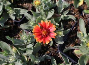 Kokarda osinatá 'Barbican Red' - Gaillardia aristata 'Barbican Red'