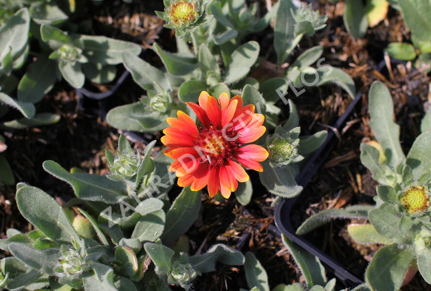 Kokarda osinatá 'Barbican Red' - Gaillardia aristata 'Barbican Red'