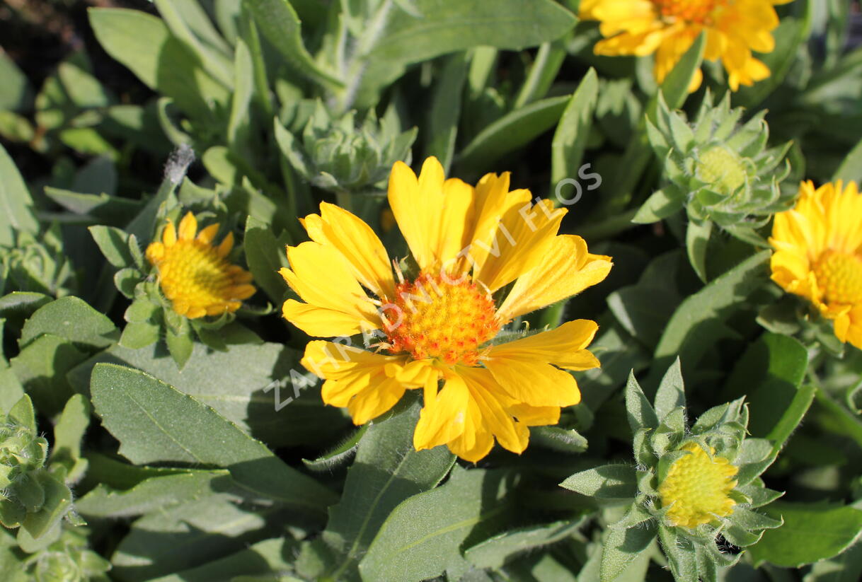 Kokarda osinatá 'Barbican Golden Yellow' - Gaillardia aristata 'Barbican Golden Yellow'