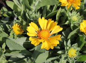 Kokarda osinatá 'Barbican Golden Yellow' - Gaillardia aristata 'Barbican Golden Yellow'