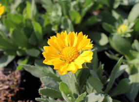 Kokarda osinatá 'Barbican Golden Yellow' - Gaillardia aristata 'Barbican Golden Yellow'