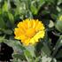 Gaillardia aristata 'Barbican Golden Yellow'.JPG