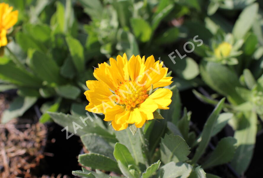 Kokarda osinatá 'Barbican Golden Yellow' - Gaillardia aristata 'Barbican Golden Yellow'