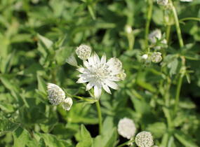 Jarmanka větší 'Shaggy' - Astrantia major 'Shaggy'