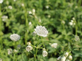 Jarmanka větší 'Shaggy' - Astrantia major 'Shaggy'