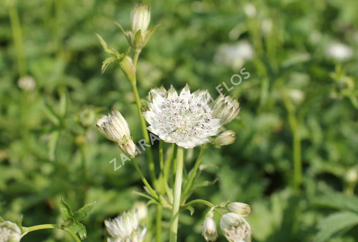 Jarmanka větší 'Shaggy' - Astrantia major 'Shaggy'