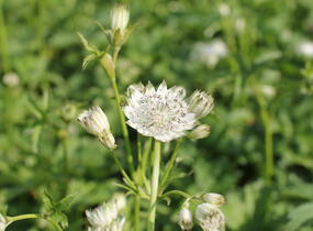 Jarmanka větší 'Shaggy' - Astrantia major 'Shaggy'