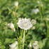 Astrantia major 'Shaggy'_2.JPG