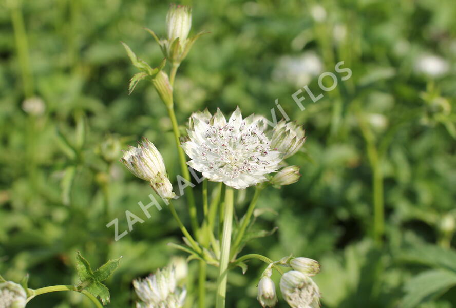 Jarmanka větší 'Shaggy' - Astrantia major 'Shaggy'