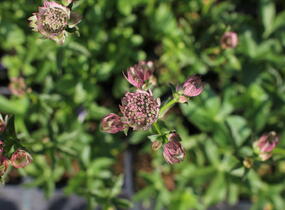 Jarmanka větší 'Pink Button' - Astrantia major 'Pink Button'