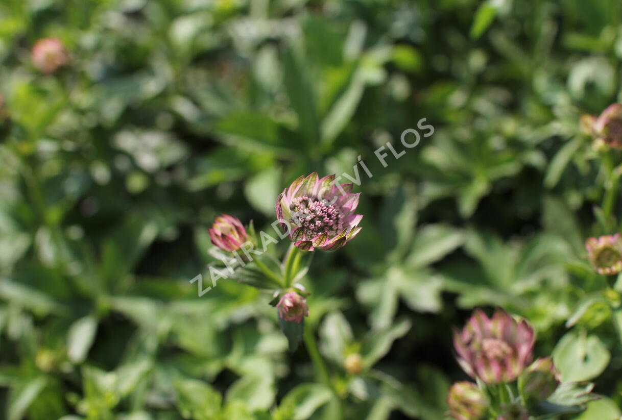 Jarmanka větší 'Pink Button' - Astrantia major 'Pink Button'