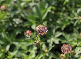 Jarmanka větší 'Pink Button' - Astrantia major 'Pink Button'