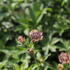Astrantia major 'Pink Button'.JPG