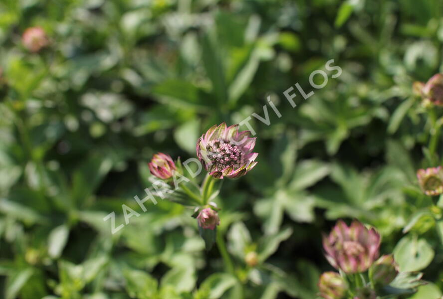 Jarmanka větší 'Pink Button' - Astrantia major 'Pink Button'
