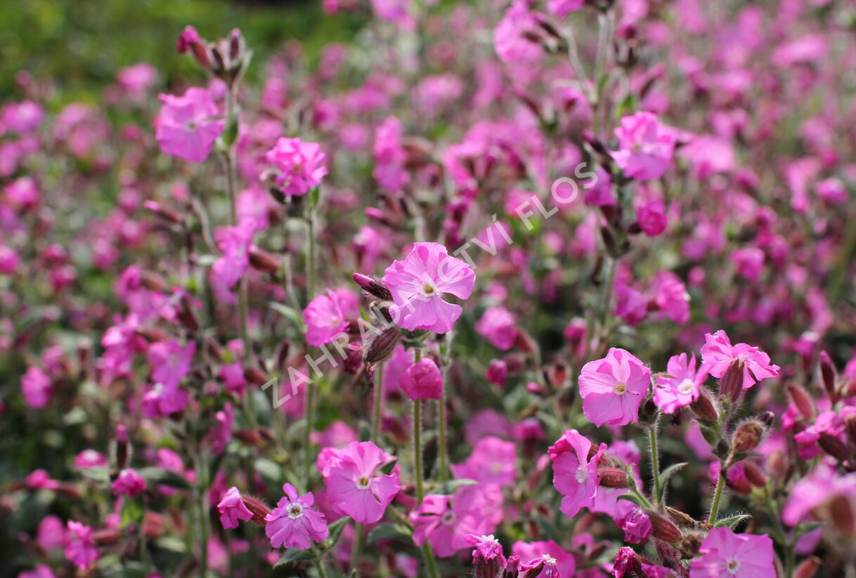 Silenka 'Rollies Favorite' - Silene robotii 'Rollies Favorite'