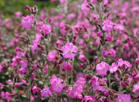 Silenka 'Rollies Favorite' - Silene robotii 'Rollies Favorite'