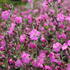Silene robotii 'Rollies Favorite'_1.JPG