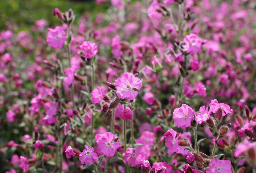 Silenka 'Rollies Favorite' - Silene robotii 'Rollies Favorite'