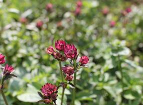Jarmanka 'Ceris Button' - Astrantia 'Cerise Button'