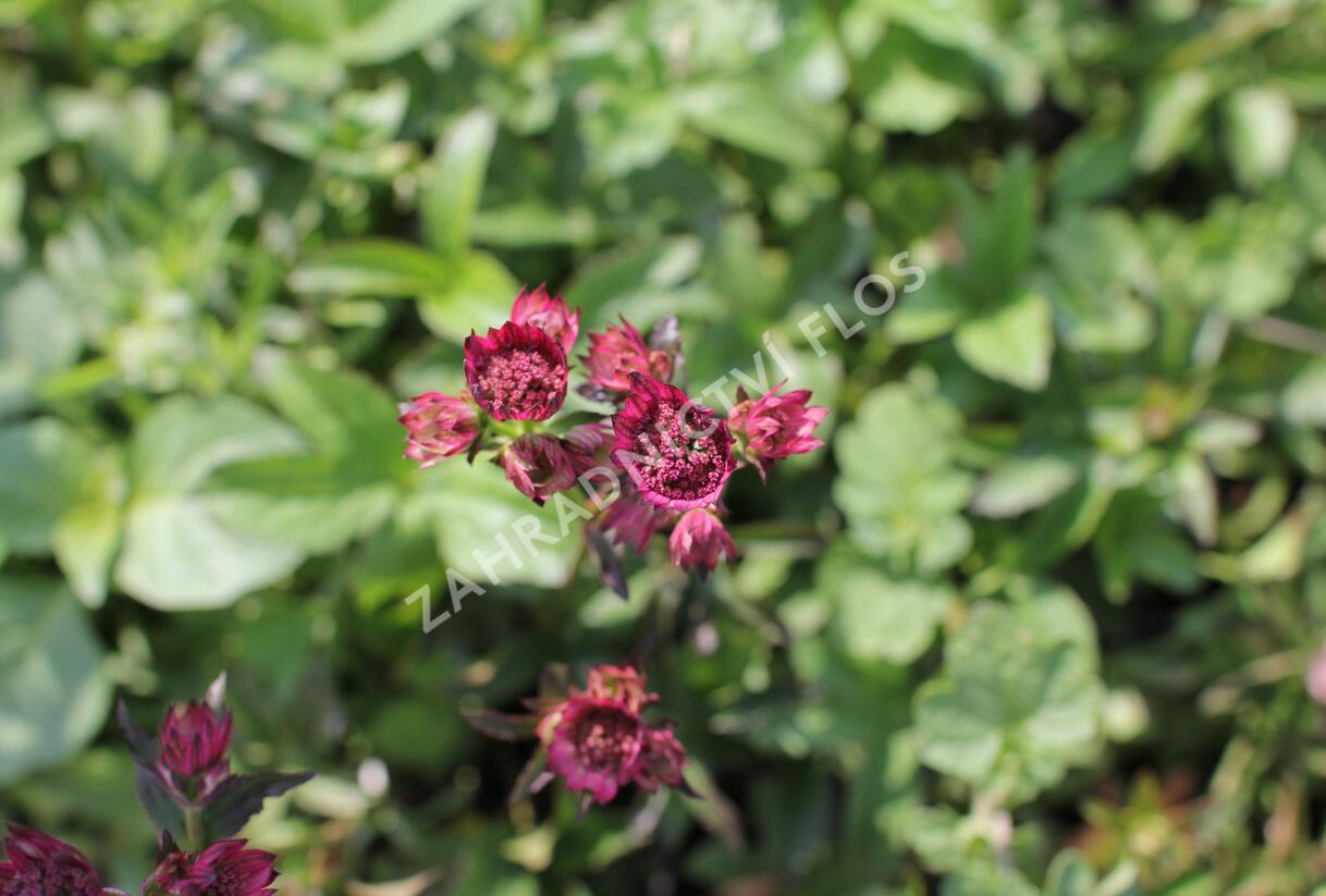 Jarmanka 'Ceris Button' - Astrantia 'Cerise Button'