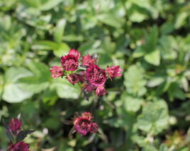 Jarmanka 'Ceris Button'