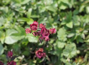 Jarmanka 'Ceris Button' - Astrantia 'Cerise Button'