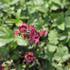 Astrantia 'Cerise Button'.JPG
