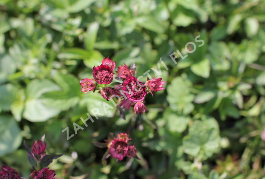 Jarmanka 'Ceris Button' - Astrantia 'Cerise Button'