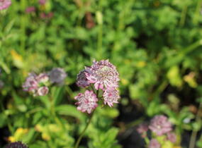 Jarmanka větší 'Primadonna' - Astrantia major 'Primadonna'