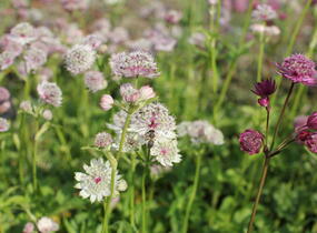 Jarmanka větší 'Primadonna' - Astrantia major 'Primadonna'