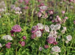 Jarmanka větší 'Primadonna' - Astrantia major 'Primadonna'