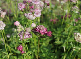Jarmanka větší 'Primadonna' - Astrantia major 'Primadonna'