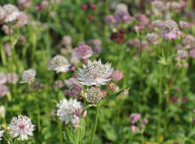 Jarmanka větší 'Primadonna' - Astrantia major 'Primadonna'