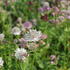 Astrantia major 'Primadonna'.JPG