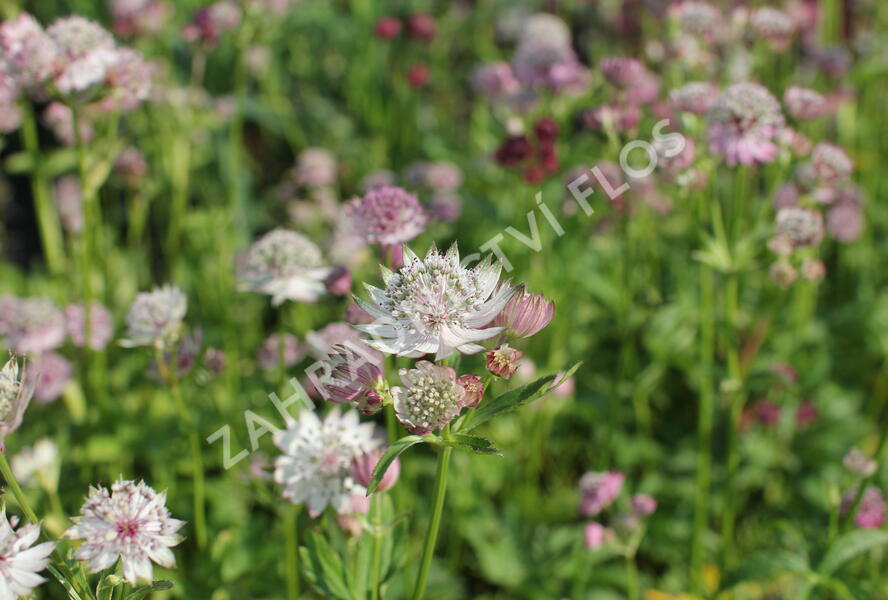 Jarmanka větší 'Primadonna' - Astrantia major 'Primadonna'