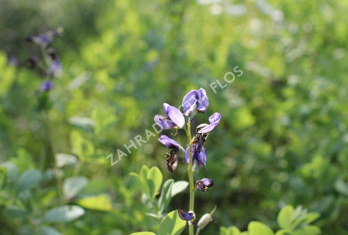 Baptisie 'Indigo Skies' - Baptisia 'Indigo Skies'