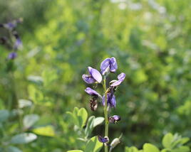 Baptisie 'Indigo Skies'