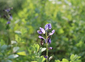 Baptisie 'Indigo Skies' - Baptisia 'Indigo Skies'
