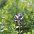Baptisia 'Indigo Skies'.JPG