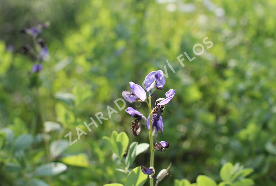 Baptisie 'Indigo Skies' - Baptisia 'Indigo Skies'