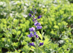 Baptisie jižní - Baptisia australis