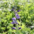 Baptisia australis.JPG
