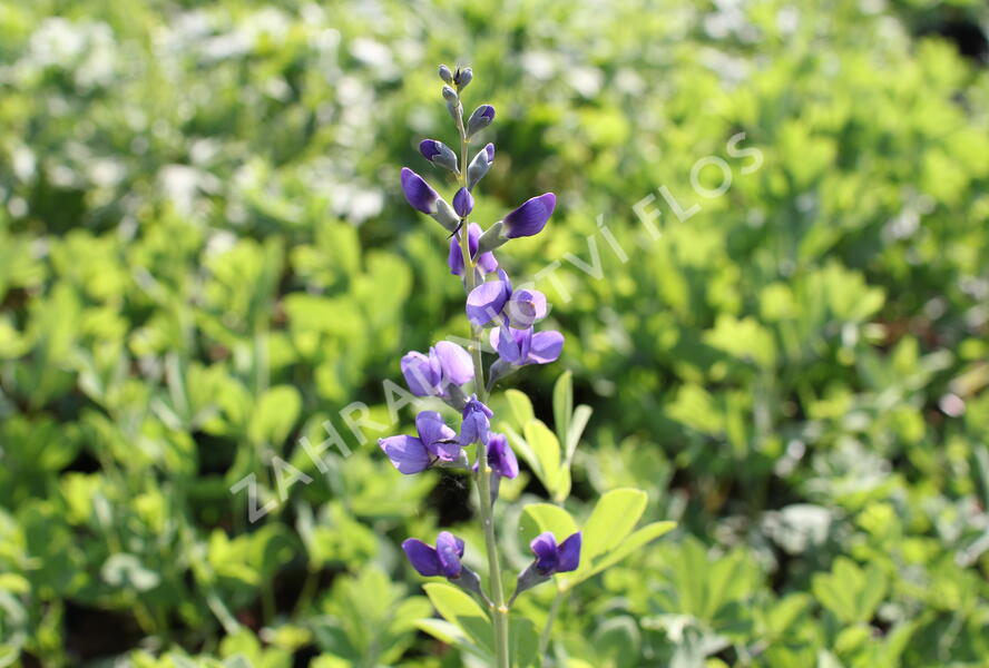 Baptisie jižní - Baptisia australis