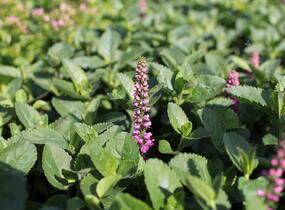 Rozrazil klasnatý 'Ronica Fuchsia' - Veronica spicata 'Ronica Fuchsia'